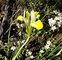 Moraea macronyx flower