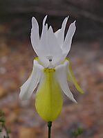 Moraea gawleri flower