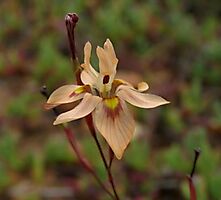 Moraea gawleri flower and anther
