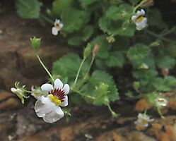 Nemesia deflexa flower