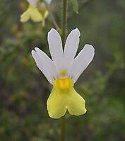 Nemesia floribunda flower