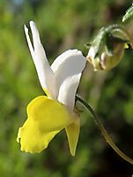 Nemesia floribunda flower profile