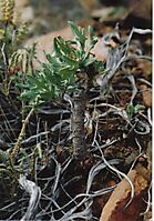 Othonna retrofracta stem and leaves