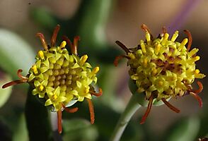 Othonna retrofracta flowerheads