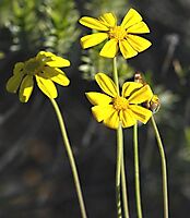 Othonna species nova (vanillodora) flowerheads