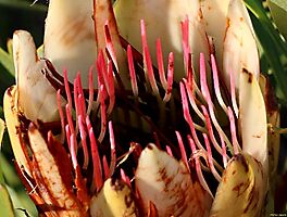 Protea repens suikerbos losing its suiker