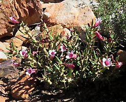 Pachypodium bispinosum in the Little Karoo