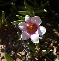 Pachypodium bispinosum flower