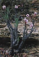 Pachypodium succulentum bare stems