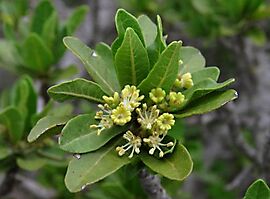 Pappea capensis stamens