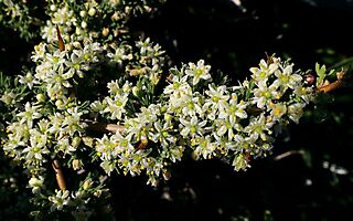 Asparagus capensis flowers