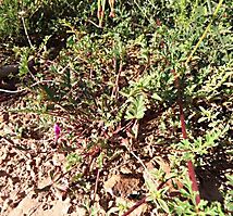 Pelargonium multicaule subsp. multicaule