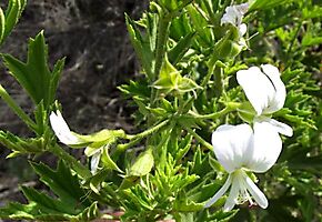 Pelargonium ribifolium flowers