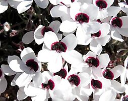 Pelargonium tricolor floral fest
