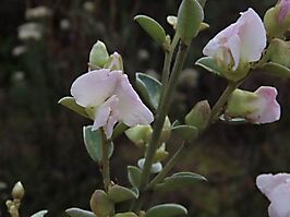 Podalyria burchellii flowers