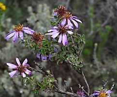 Printzia polifolia flowerheads