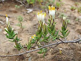 Pteronia oblanceolata flowerheads