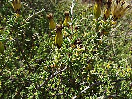 Pteronia succulenta
