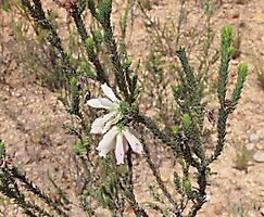 Erica pectinifolia