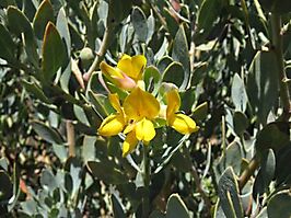 Rafnia racemosa subsp. racemosa