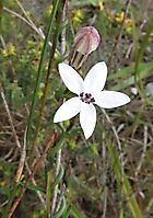 Cyphia volubilis flower and bud