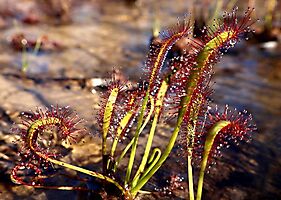 Drosera capensis glandular hair