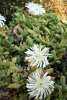 Delosperma calitzdorpense flowers