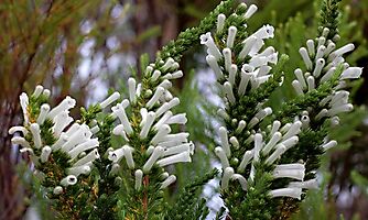 Erica perspicua subs. latifolia flowering white