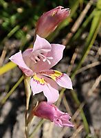 Gladiolus brevifolius