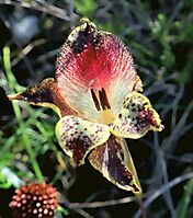 Gladiolus maculatus colouring