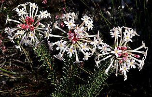 Gnidia pinifolia, the other bud colour