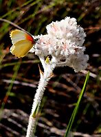 Lanaria lanata and butterfly