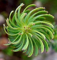 Leucadendron linifolium rotating