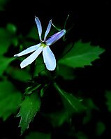 Lobelia pubescens flower