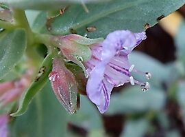 Lobostemon glaucophyllus flower