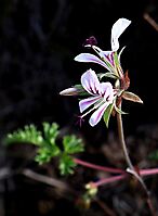 Pelargonium myrrhifolium var. myrrhifolium flowers