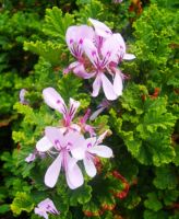 Pelargonium quercifolium flowers