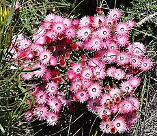 Phaenocoma prolifera flowering well