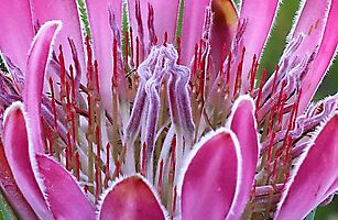 Protea compacta old flowerhead