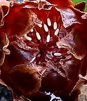 Protea cordata old flowerhead