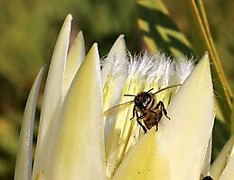 Protea repens bee-having