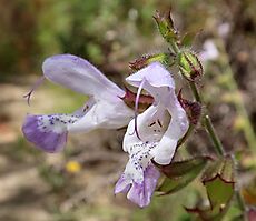 Salvia africana-caerulea spotted flowers