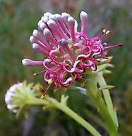 Serruria elongata flowerheads