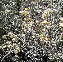 Helichrysum patulum grey and yellow