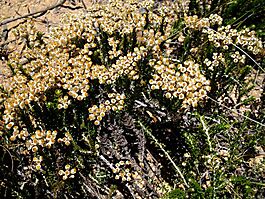 Helichrysum teretifolium enough as good as a feast