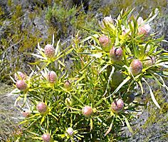 leucadendron xanthoconus young female cones