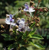 Rotheca myricoides flowers and fruit