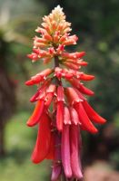 Erythrina humeana flowers
