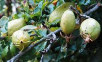 Gardenia cornuta fruit