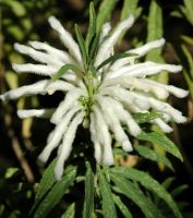 Leonotis leonurus flowering white